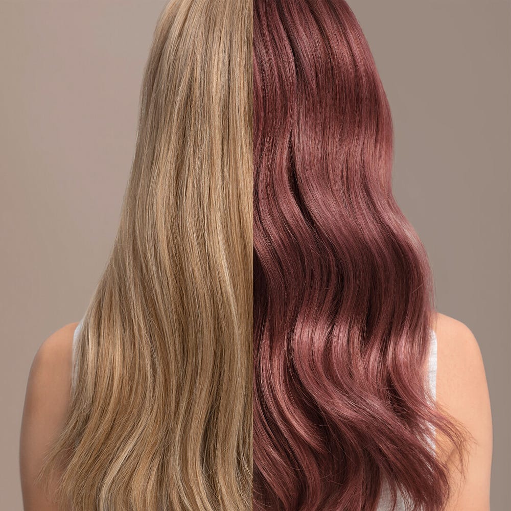 12086820-Farbe-Rose Blaze