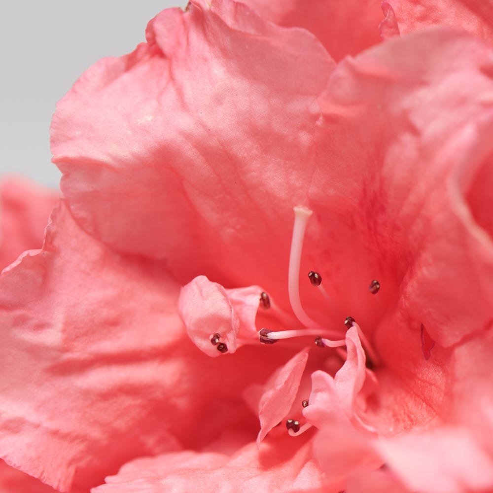 BABOR SKINOVAGE Purifying Mask 50 ml