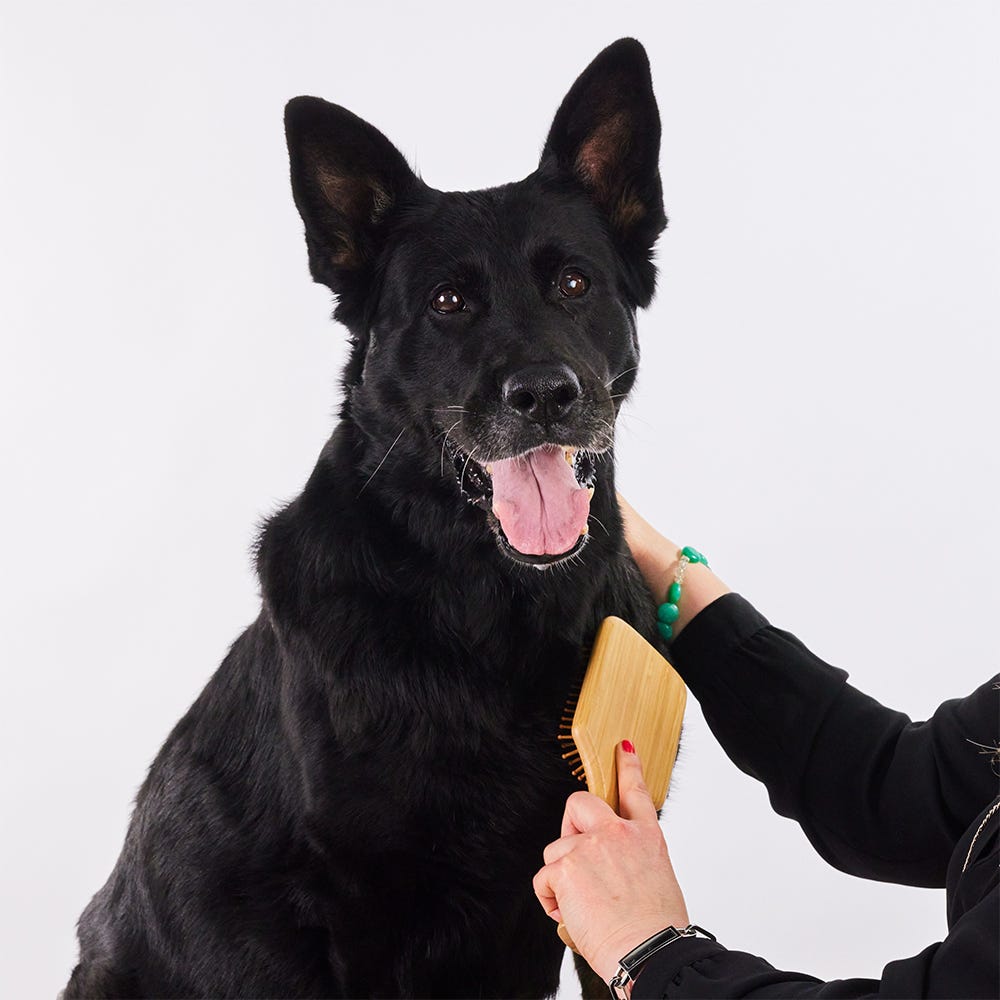 Margot Schmitt Glanzfell Bambus Hunde Bürste