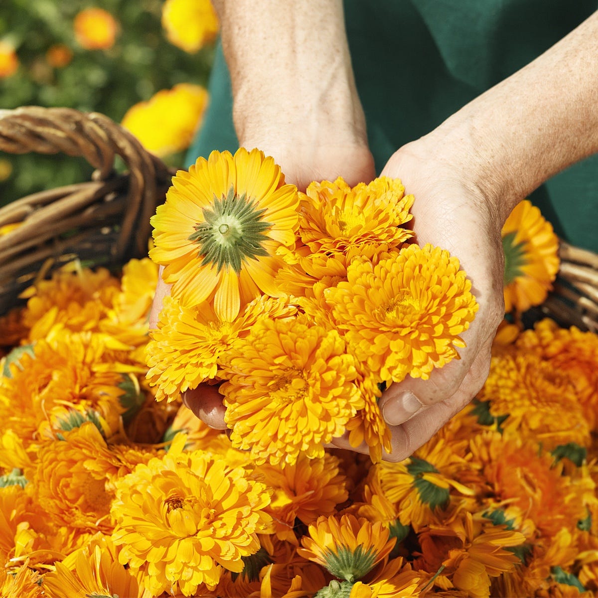 Weleda Calendula Zauberbalsam 25 g