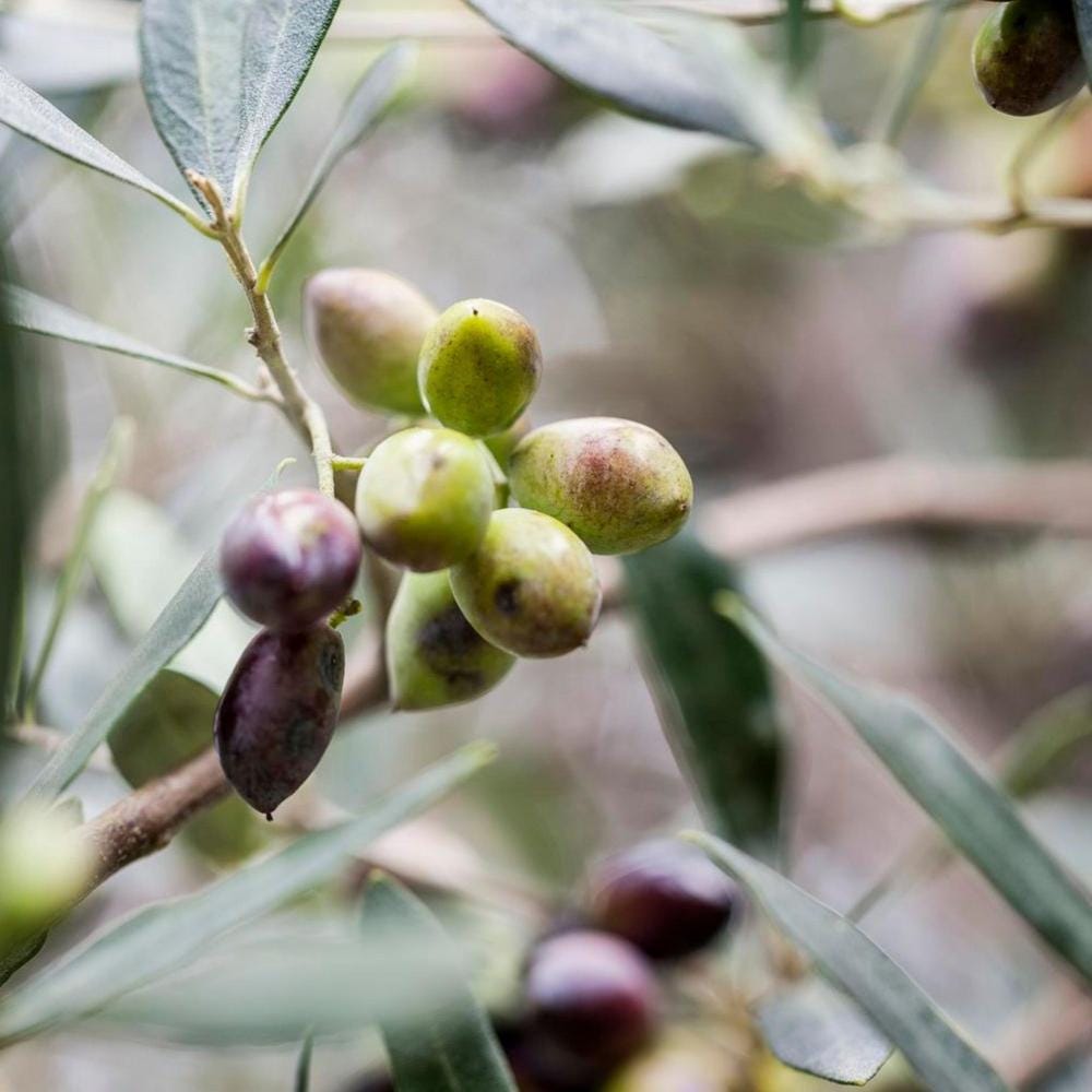 KORRES OLIVE & OLIVE BLOSSOM Set